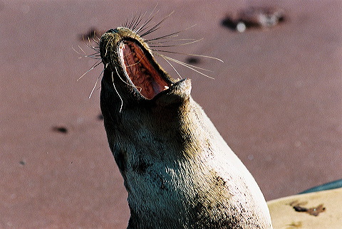 galapagos-ecuador06.jpg