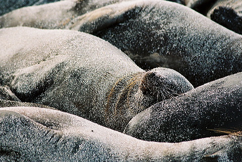 galapagos-ecuador08.jpg