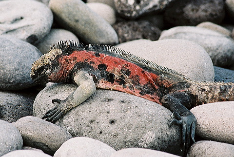 galapagos-ecuador09.jpg