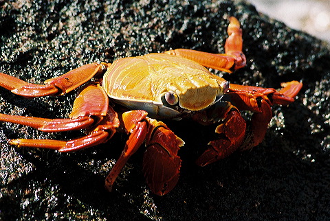 galapagos-ecuador10.jpg
