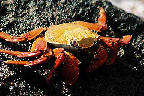 galapagos-ecuador10.jpg