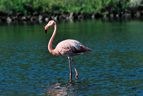 galapagos-ecuador11.jpg