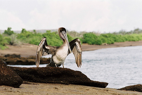 galapagos-ecuador12.jpg