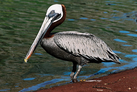 galapagos-ecuador13.jpg