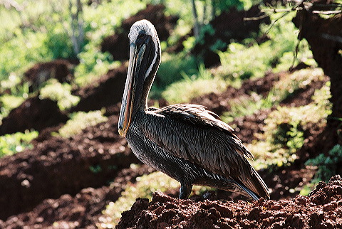 galapagos-ecuador14.jpg