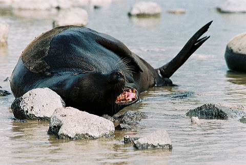 galapagos-ecuador16.jpg