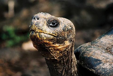 galapagos-ecuador18.jpg