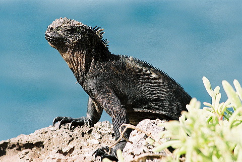 galapagos-ecuador20.jpg