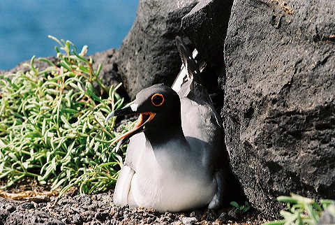 galapagos-ecuador21.jpg