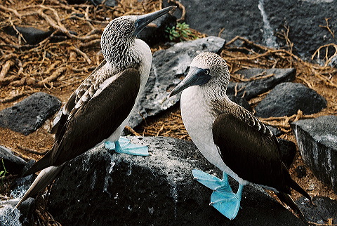 galapagos-ecuador22.jpg