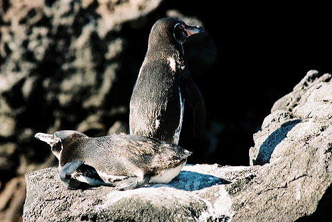 galapagos-ecuador26.jpg