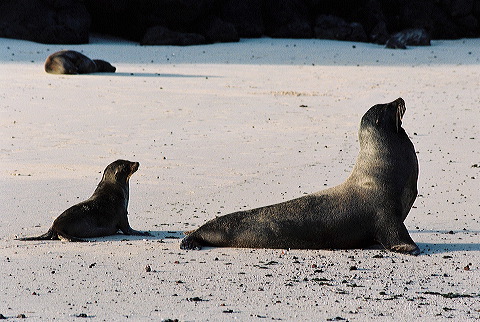 galapagos-ecuador30.jpg