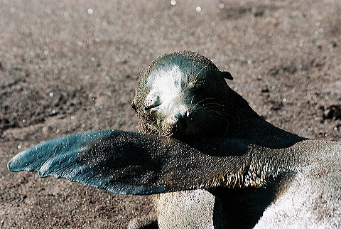 galapagos-ecuador35.jpg