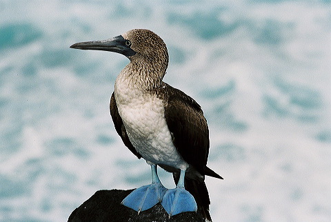 galapagos-ecuador36.jpg