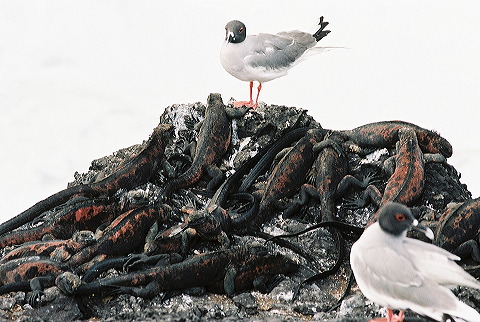 galapagos-ecuador38.jpg