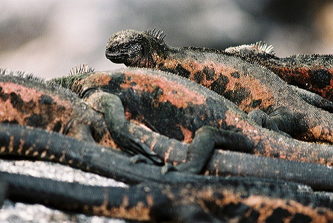 galapagos-ecuador41.jpg