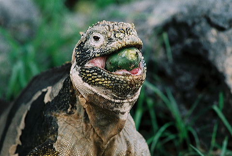 galapagos-ecuador44.jpg