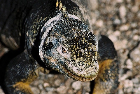 galapagos-ecuador45.jpg