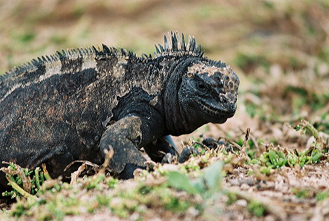 galapagos-ecuador48.jpg