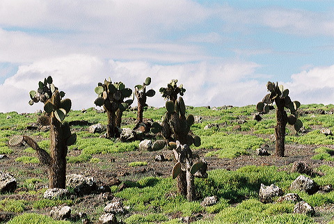 galapagos-ecuador49.jpg