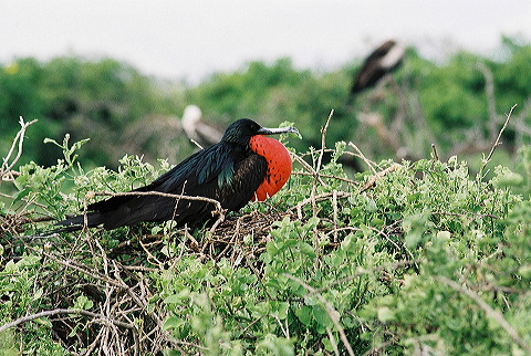 galapagos-ecuador50.jpg