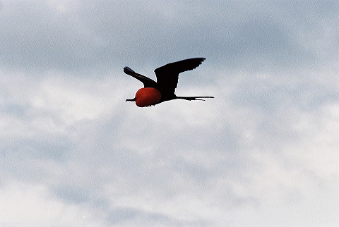 galapagos-ecuador51.jpg