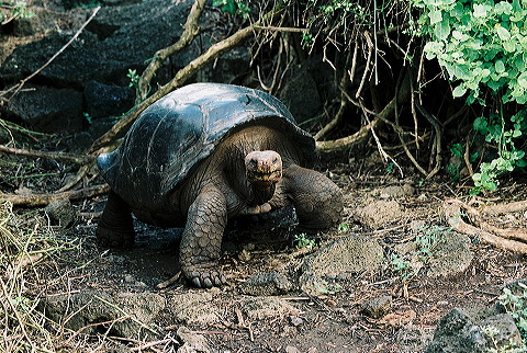 galapagos-ecuador56.jpg