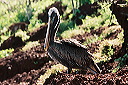 galapagos-ecuador14