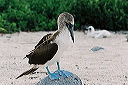 galapagos-ecuador37