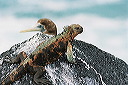 galapagos-ecuador40