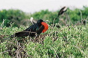 galapagos-ecuador50